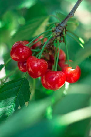 Ripe juicy cherry berry in the garden on a tree branch. summer vitamins.の写真素材