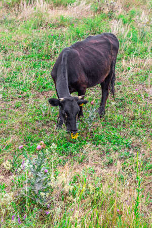 A black bull with a nose ring grazes on a field. Agriculture and animal husbandry.の写真素材