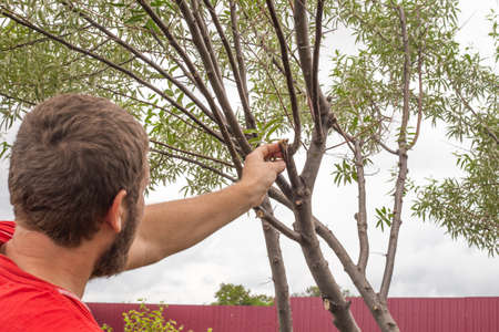 The gardener covers the place where the branch was cut with resin, disease prevention. Pruning and...