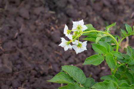 Blooming potato bush on the field, copy space. Growing and caring for vegetables.の写真素材