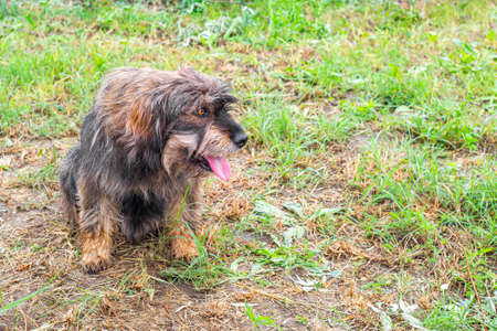A shaggy dog sits on the grass with his tongue out, looking to the side. Violation of...