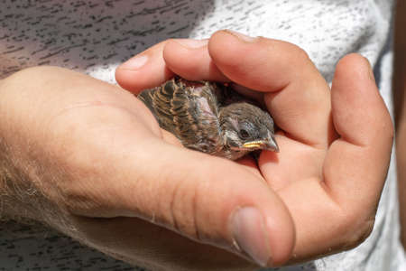 A small sparrow chick in a man's hand. Saving the lives of birds and animals.の写真素材