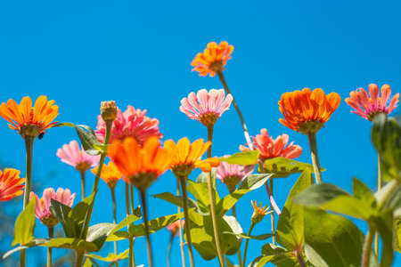 Bright zinnia flowers against the blue sky. summer landscape.