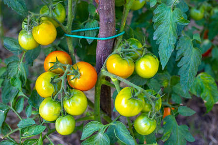 Brushes with ripe tomatoes on a branch, on a plant bush. Growing and caring for tomatoes in the...