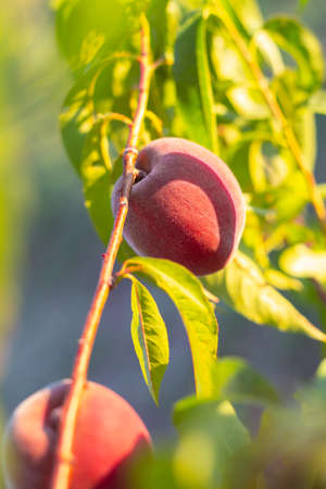 Ripe dark red peaches on a tree branch in the garden on a sunny day. Ripening seasonal fruits.の写真素材
