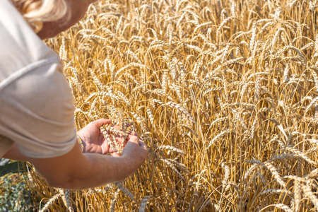 A man holds ears of wheat in his hands in an agricultural field. Agronomy and grain growing.の写真素材