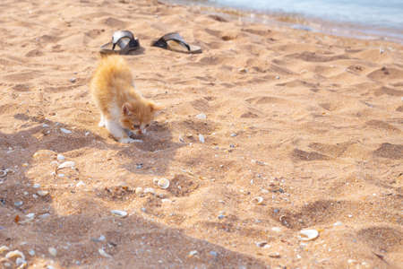 A small red kitten on the sea sandy coast is exploring the world. Walking and vacation with pets.の写真素材