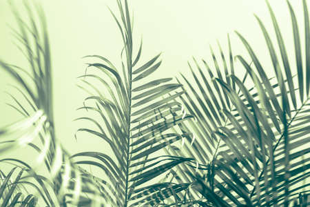 Tropical palm leaves on a pastel green background. Toned soft leaves background.