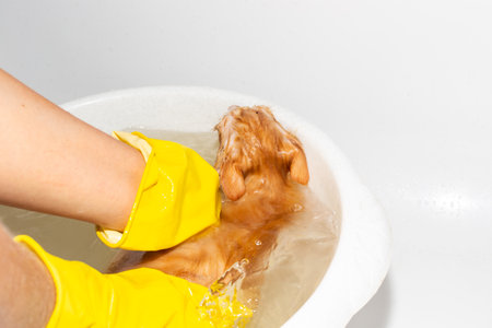 The hostess keeps a small ginger kitten in a tub of water, washing with anti-flea shampoo. Prevention of fleas in pets.の写真素材