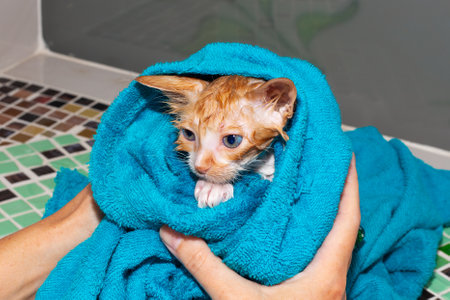 The muzzle of a small wet kitten in a towel. Wash the cat, pet care.の写真素材