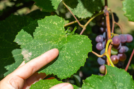 damaged vine leaf by the cicada Empoasca vitis and Zygina rhamni. White spots on a green leaf in the gardener's hand. pest control.の写真素材