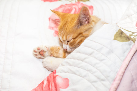 Red kitten sleeps under a white blanket. Comfortable rest and sleep.の写真素材