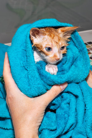 The muzzle of a small wet kitten in a towel. Wash the cat, pet care.