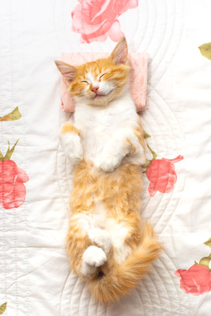 A small kitten sleeps on her back on a white blanket and pillow. Comfortable rest and sleep.の写真素材