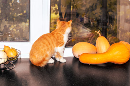 A ginger kitten looks out the window while sitting on the windowsill with yellow ripe pumpkins lying on it on an autumn day. autumn concept.の写真素材