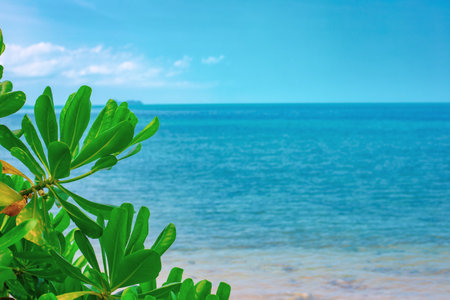 sea tropical landscape. Green leaves on the sea shore.の写真素材