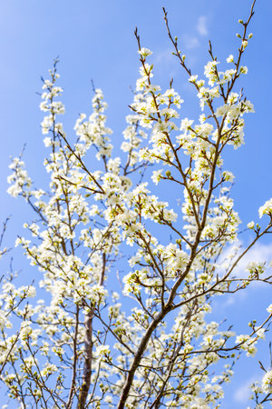 A blooming fruit tree with white flowers on a sunny spring day in the garden.の写真素材