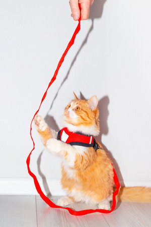 Red cat in a walking harness stands on his hind legs and plays with the leash. A device for safe...