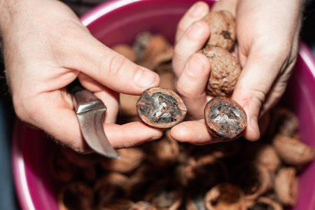A man peeled a walnut that was spoiled. Infestation of the fruit by the walnut moth.の写真素材