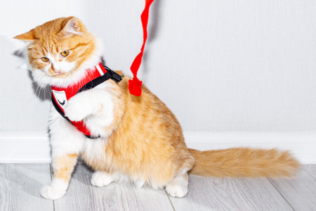 Ginger fluffy kitten with a white breast in a red harness with a leash in the room, prepared for a...