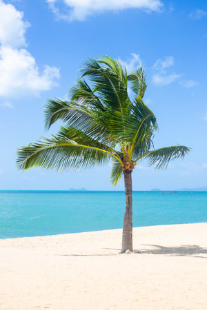 vertical seascape. A palm tree on the shore of the blue sea and white sand on the beach.の写真素材