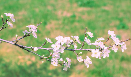 Flowering branch of a fruit tree in the garden in spring. Flowers with white petals against a background of grass.の写真素材