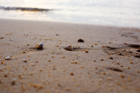 Shellfish with clam hermit crayfish on the sand on the seashore, shallow depth of field. Sea...