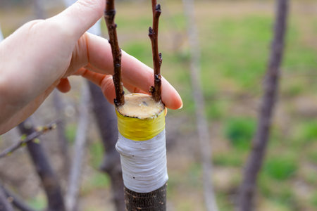 A gardener covers a cut tree with grafted cuttings with protective orchard wax on a spring day in an...