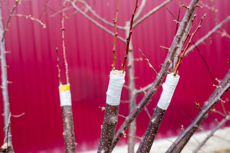 Grafting of fruit trees by split grafting method. Tree branches with grafted cuttings against a...