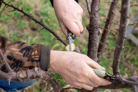 A gardener makes a knife cut in the trunk of an orchard tree for split grafting. Cultivation of an...