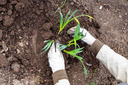 Planting daffodils in the bed. The gardener is filling the bulbous seedlings of daffodil flowers with green sprouted leaves with earth.の写真素材