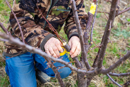The gardener grafts the fruit tree using the split method, wrapping it with tape to secure the...