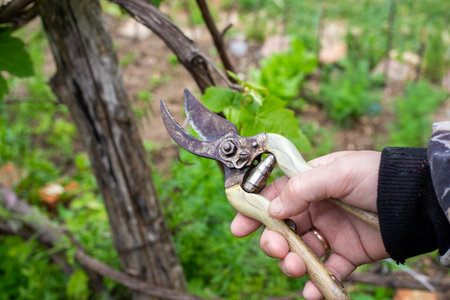 The gardener is holding an iron pruning shear to trim the branches of a tree. Sanitary pruning of trees and shrubs in the garden.の写真素材