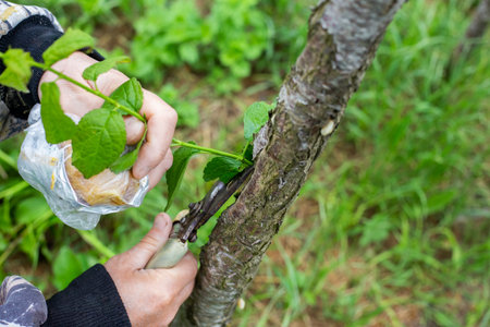 A gardener prunes a tree with pruning shears on a spring day. Sanitary pruning of trees and shrubs in the garden.の写真素材