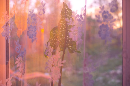 A window in a room with a flower illuminated by sunlight at sunset.