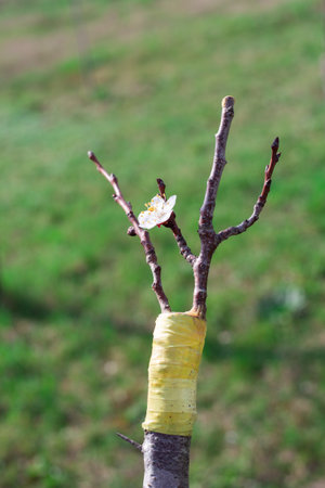 A flowering grafted fruit tree. Split grafting with apricot scion.の写真素材