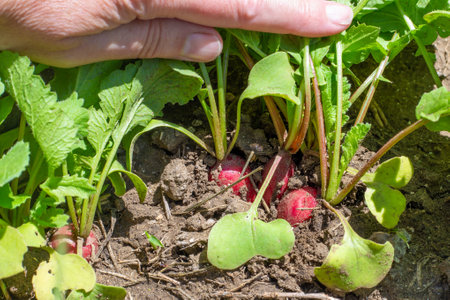 Red radish grows in the garden. The gardener bends back the foliage to check the ripeness of the vegetables.の写真素材
