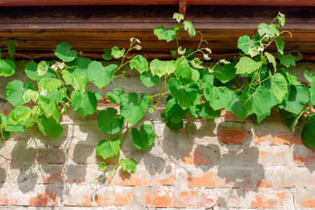 Grape young vine under the roof of a house with a brick wall. Formation of grape arbors and landscape design.の写真素材