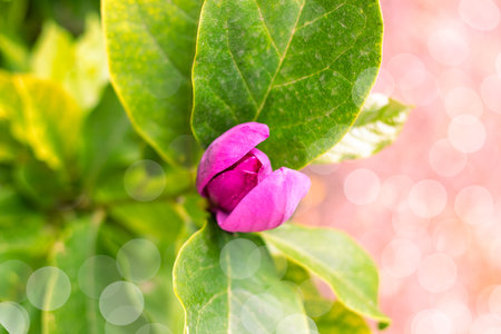 Pink Magnolia flower with sunny bokeh blossoms on a tree in a garden. Growing ornamental plants.の写真素材