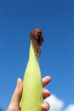 A cob of ripe corn in the hands of a woman against the sky. Growing delicious healthy vegetables on the farm.の写真素材