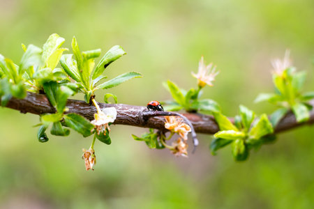 ladybug on a fruit tree branch, selective focus. Beneficial insects in the garden.の写真素材