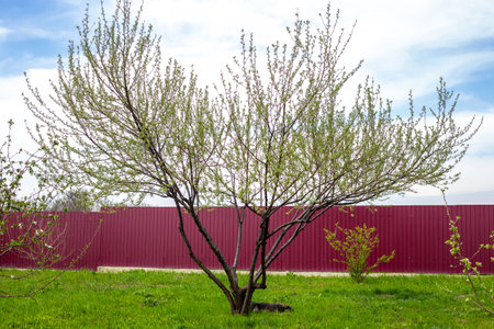 the silver goof tree unfolds its first green leaves in the garden on a spring day. decorative plants...