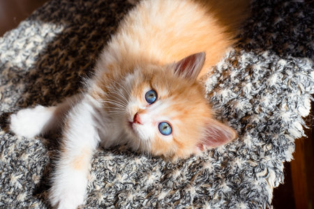 little cute ginger kitten with blue eyes on a rug lit by the sun. Favorite pets.の写真素材