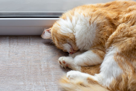 red fluffy cat curled up sleeping on the windowsill. Cute pets, sleep and rest.の写真素材