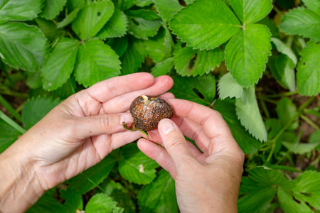 a strawberry by affected gray mold in the hands of a gardener. Diseases of vegetables and berries.