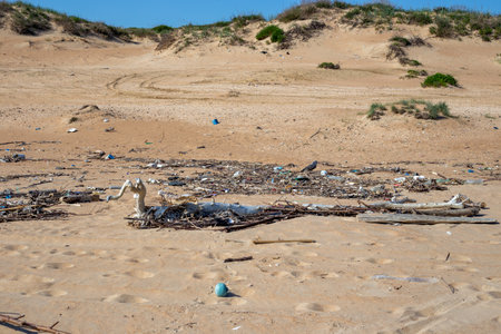 Sandy beach with debris carried by the wave. ocean pollution.の写真素材