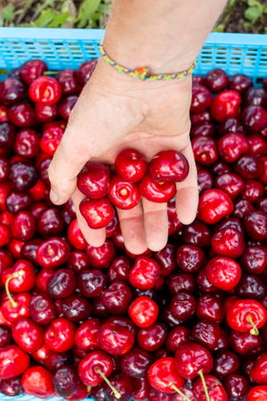 The berry picker puts ripe red cherries in a box. harvesting on the farm.の写真素材