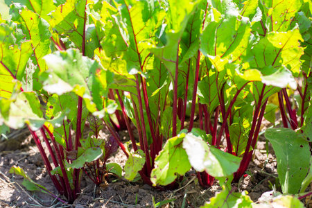 garden bed with growing green tops of beets on a summer sunny day. Growing vegetables in the garden.