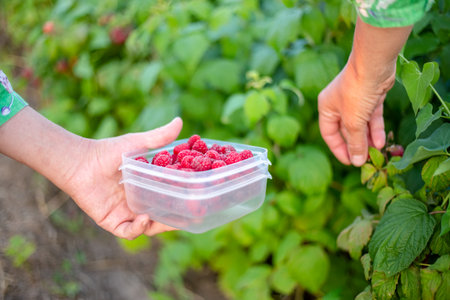 harvesting ripe red raspberries. The farmer puts the berries in a box.の写真素材