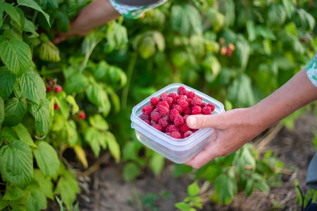 On a summer afternoon, a farmer gathers ripe raspberries into a container. Growing berries and...